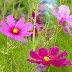 Pink cosmos flowers from SeedsNow Wildflower Mix scatter garden seed pack, vibrant wildflower mix for garden planting