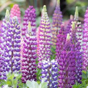 Colorful Russell Mix lupine flower seeds from SeedsNow-Flowers, showing vibrant seed packets for planting.