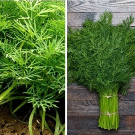 Dill - Bouquet - SeedsNow.com