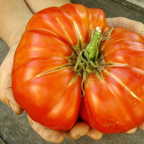 Tomato - Delicious (Indeterminate) - SeedsNow.com