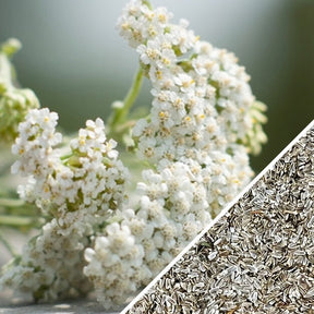 White yarrow flowers and close-up of yarrow seeds for medicinal herb planting