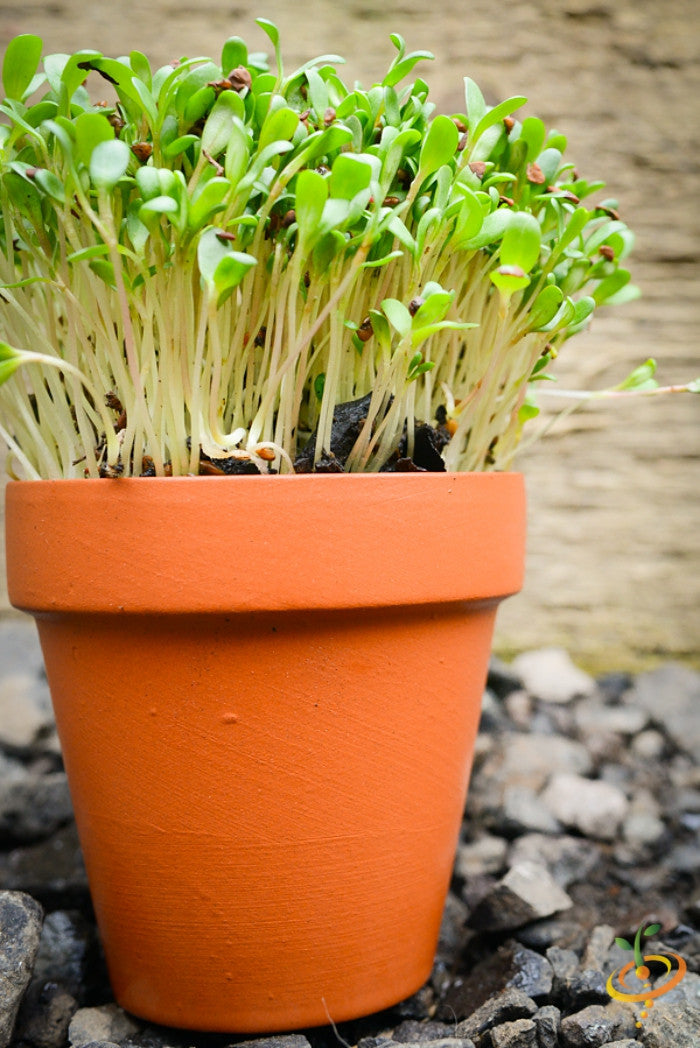 Sprouts/Microgreens - Alfalfa.