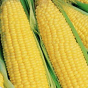 Organic Corn Trucker's Favorite seeds from SeedsNow.com, showing fresh, vibrant corn kernels in a natural setting.