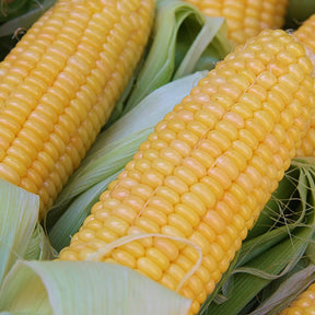 Organic Fishers Earliest sweet corn seeds from SeedsNow.com, showing vibrant yellow corn kernels in the image.