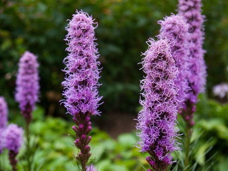 Purple Blazing Star flower spikes blooming in garden with green foliage background