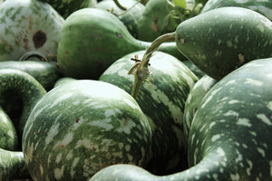 Gourd - Speckled Swan - SeedsNow.com