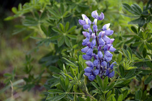 Wildflowers - Blues Brothers Seed Mix - SeedsNow.com