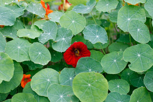 Nasturtium - Empress of India - SeedsNow.com