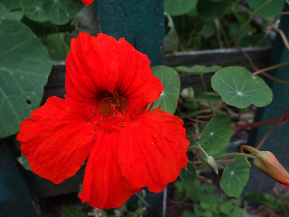 Nasturtium - Empress of India - SeedsNow.com