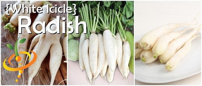 Radish - White Icicle.