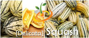 Squash (Winter) - Delicata.