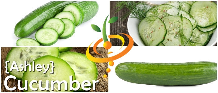 Cucumber - Ashley.