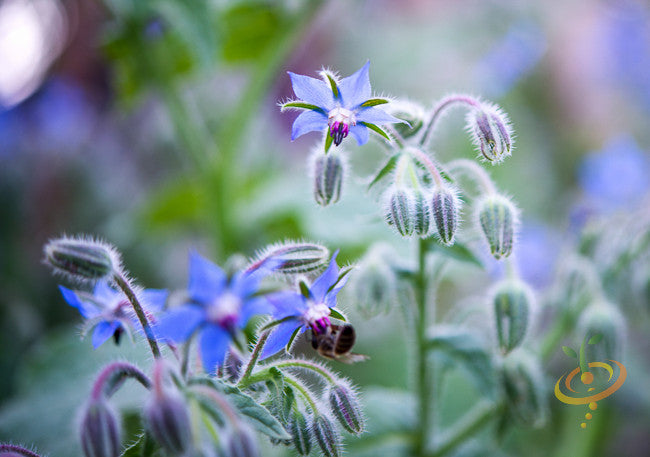 Borage.