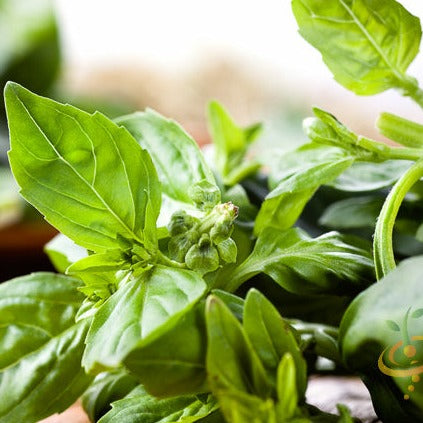 Basil, Lime - SeedsNow.com