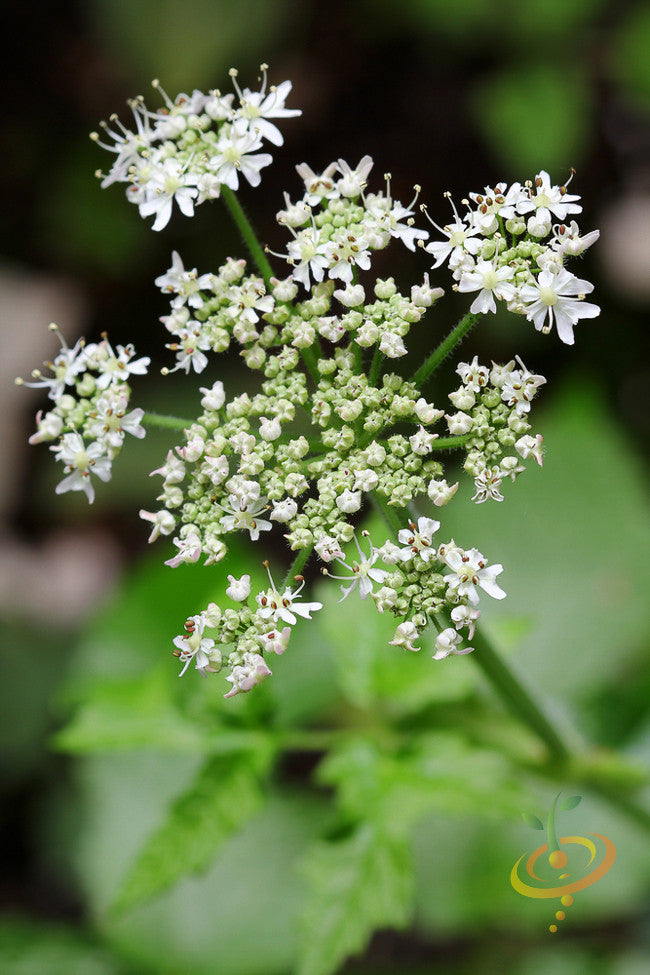 Caraway.