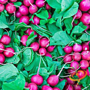 Pink radish seeds from SeedsNow, showing small pink seed grains suitable for planting and growing radish vegetables.